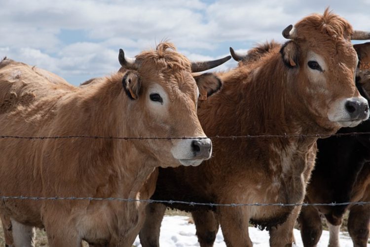 Découvrez l’histoire de la race bovine d’Aubrac